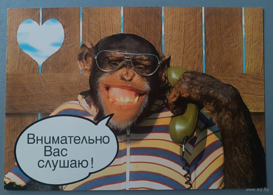 Обезьяна. Открытка, глянец. Польша