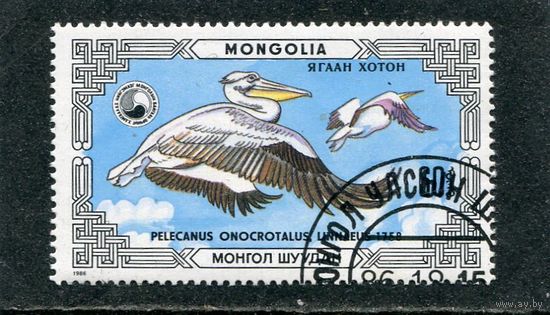 Монголия. Птицы. Пеликан