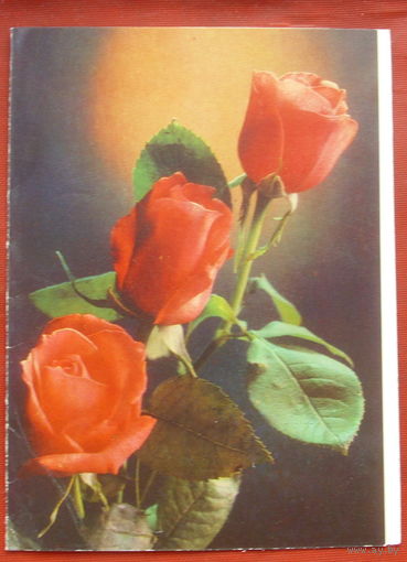 Розы. Подписанная. Двойная. 1982 года. Костенко. 920.