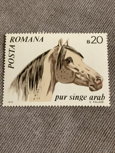 Румыния 1970. Породы лошадей. Марка из серии