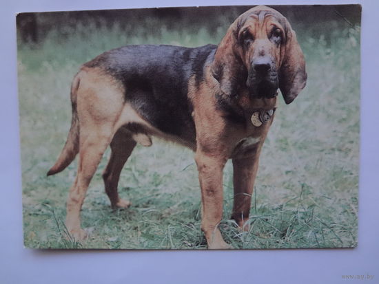 Календарик 1993 г.  Бладхаунд. (97).