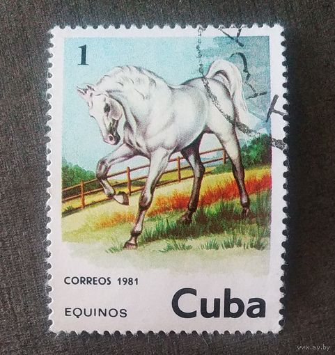 Марка Куба 1981 Лошадь