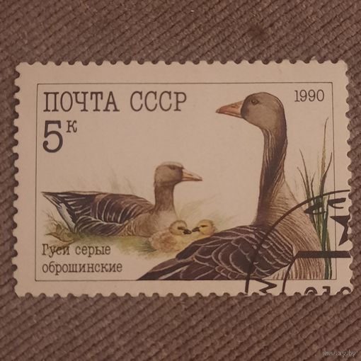 СССР 1990. Гуси серые оброщинские. Марка из серии