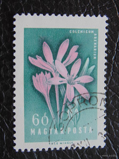 Венгрия. Флора.