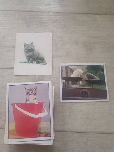 Наклейки Merlin Приключения котят 96 штук