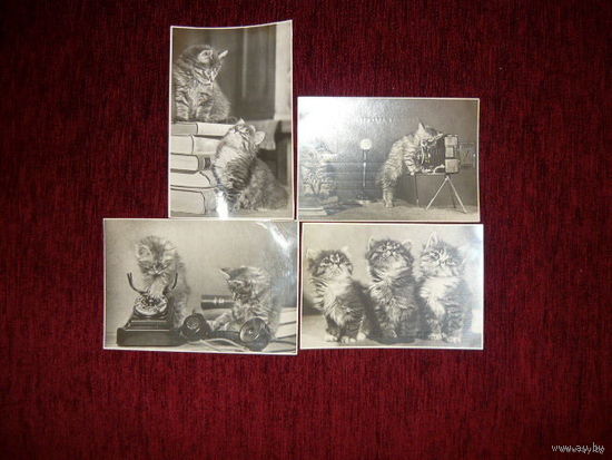 Почтовая карточка;Котята ,1956г.