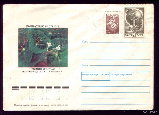 1991 год Бегония