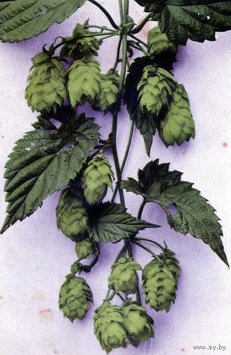 Открытка, почтовая карточка, 1910,  старинная,  Германия, 1910,   ХМЕЛЬ