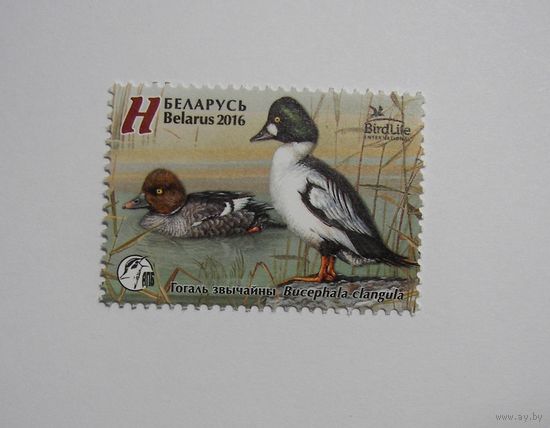 Марки РБ. Птица года. Гоголь. 1м. 2016