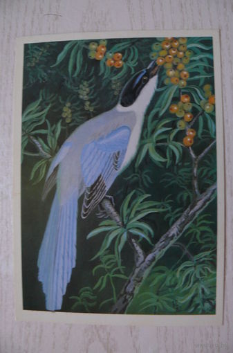 Егоров В., Голубая сорока; 1984, чистая.