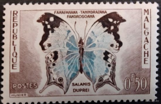 Мадагаскар. Бабочка.