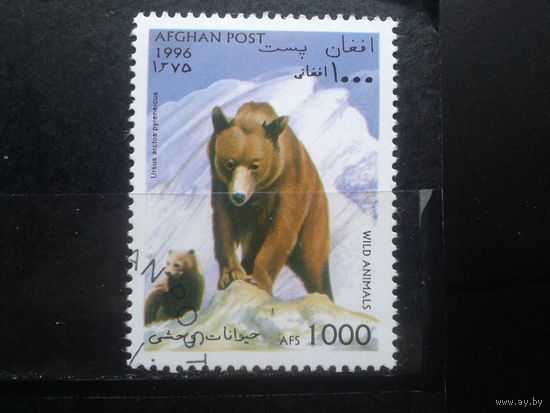 Афганистан, 1996, Медведь