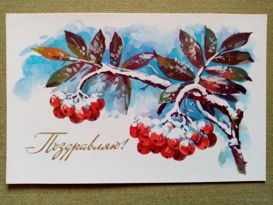 Куртенко 1976 С Новым годом! чистая рябина 9х14 см Поздравляю!