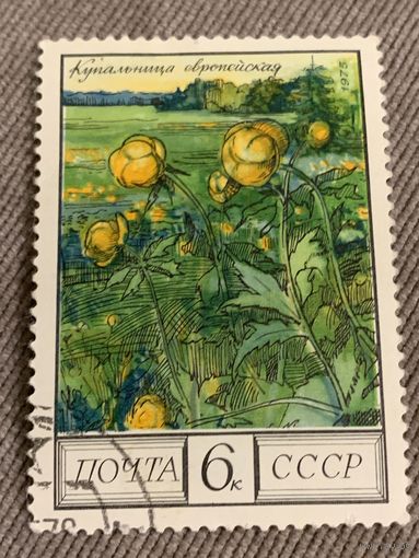 СССР 1975. Купальница европейская. Марка из серии