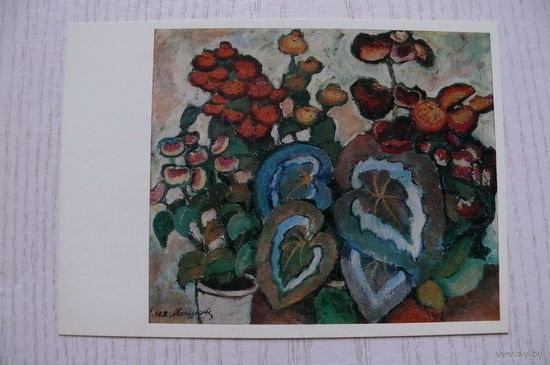 Машков И., Бегонии; 1977.