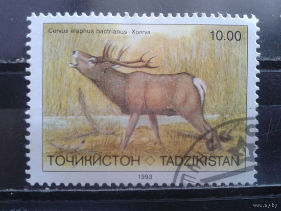 Таджикистан, 1993. Бухарский олень