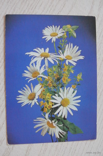 Киндрова Д., Поздравляем! 1988, подписана (ромашки).