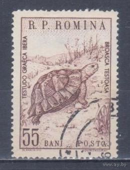[2400] Румыния 1960. Фауна.Черепаха. Гашеная марка.