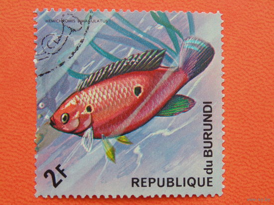 Бурунди 1974г. Морская фауна.