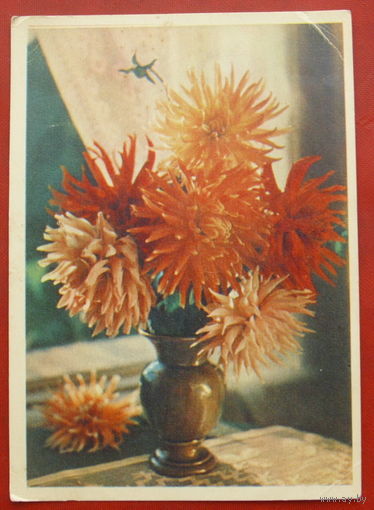 Георгины. Чистая. 1957 года. Фото Шагина. *3.