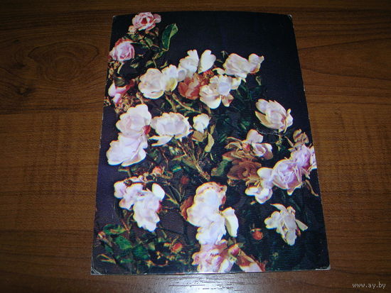 Цветы Роза 1984 год чистая