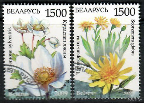 Чернокорень  . Кураслеп лесной (786-787)