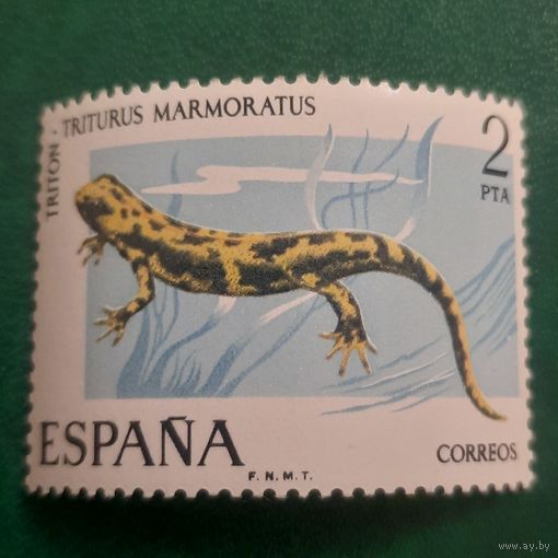 Испания. Тритон. Tritus Marmoratus