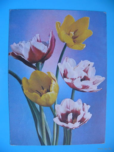 Фото Костенко Г., Тюльпаны, 1978, чистая.