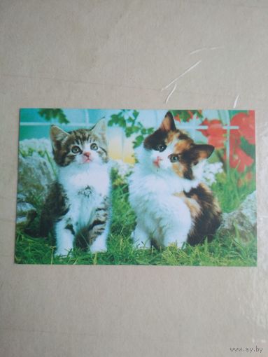 Карманный календарик. Кошки . 1996 год