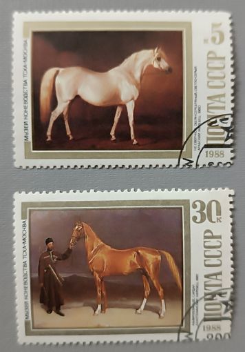 СССР, 1988. Музей коневодства в Москве. Лошади.