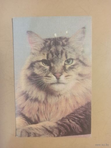 Календарь 1990 кошки/7