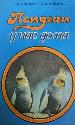 Попугаи у нас дома