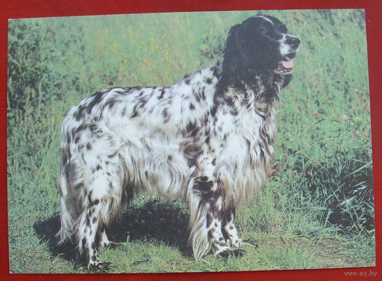 Английский сеттер. Чистая. 1990 года. 1597.