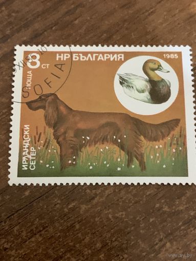 Болгария 1985. Охотничьи собаки. Ирландский сеттер. Марка из серии