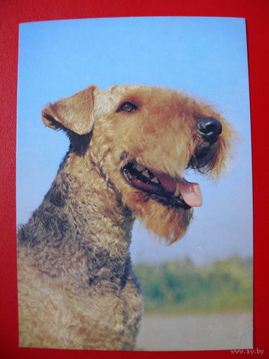 Елисеев В.(фото), Эрдель-терьер, 1989, чистая.