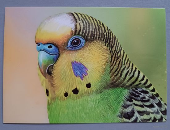 Попугайчик. Открытка, глянец