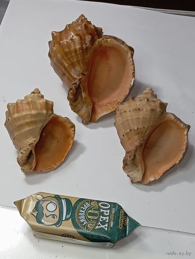 Раковины Рапанов .