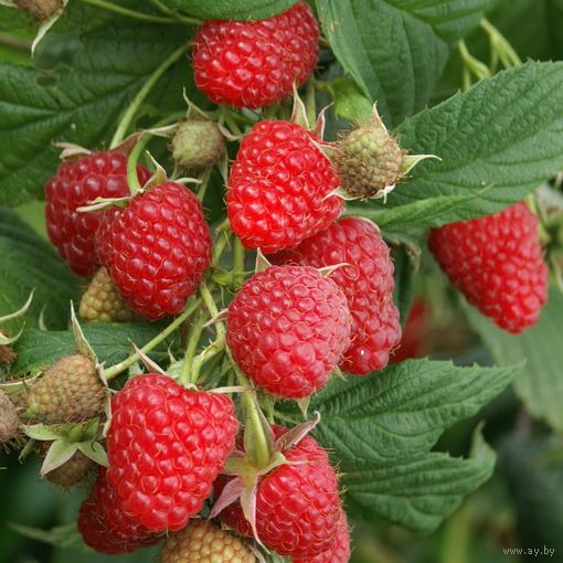 Саженцы ремонтантной малины Геракл.