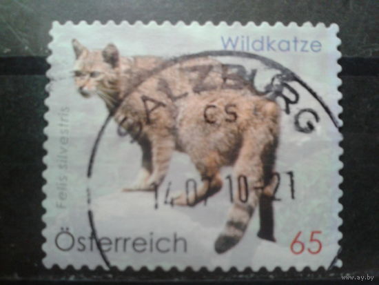 Австрия 2010 Стандарт, европейский дикий кот Михель-1,3 евро гаш