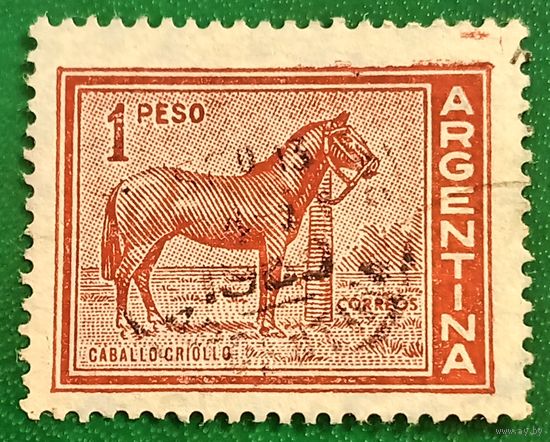 Аргентина 1959. Лошадь породы Криольо