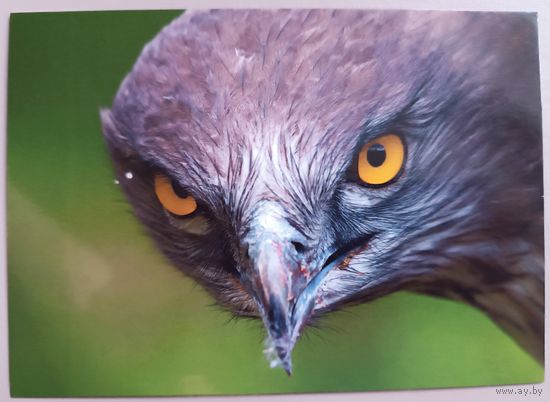 Орел-ужеед. Птицы. Фауна. Открытка, глянец