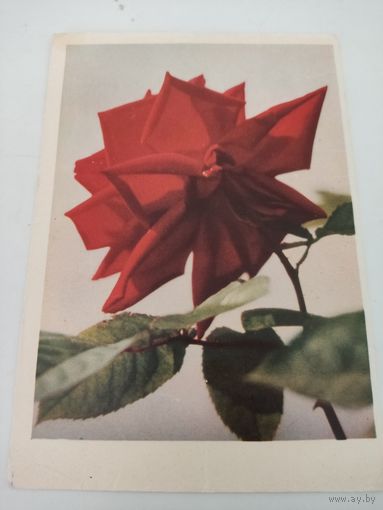 Открытка 1962г. с фото Г.Самсонова "Красная роза"