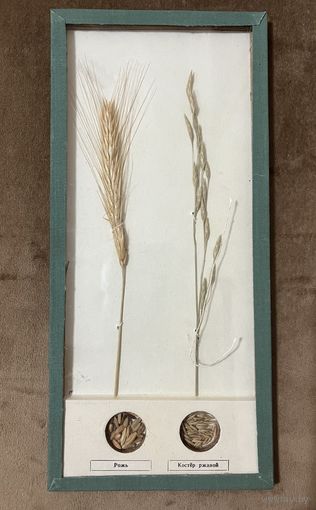 Коллекция культурных растений и их спутников сорняков. Школьное пособие.