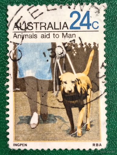 Австралия 1971. Собака-повадырь