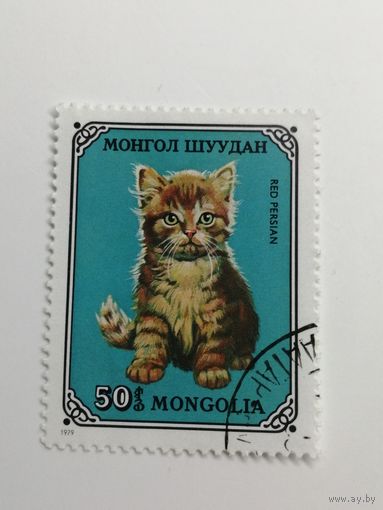 Монголия 1979. Домашние коты