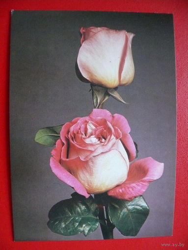 Садовски С., Розы, 1981, чистая (Польша).