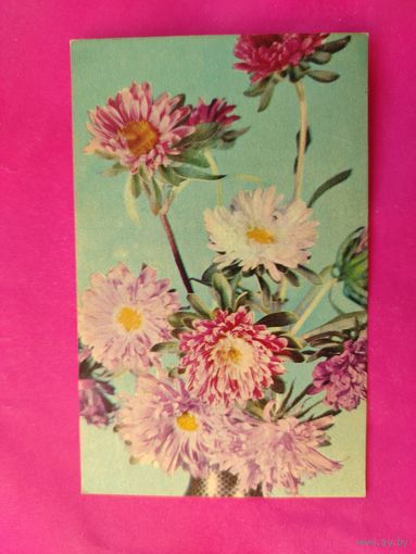 Астры. Подписанная. 1968 года. Фото Тарасовой. 126.