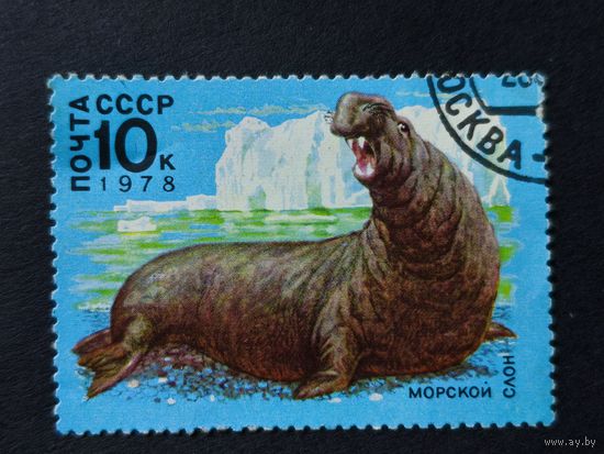1978 СССР. Арктическая Фауна. Морской слон