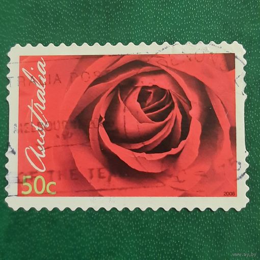 Австралия 2006. Флора. Роза