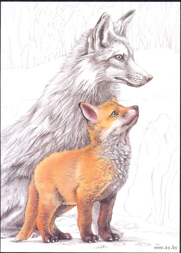 Беларусь 2020 фауна рисунок лиса и лисёнок